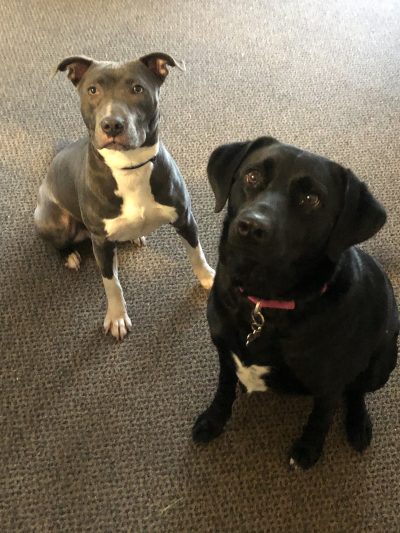 Dogs - Avery (grey) and Luna (black)