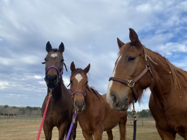 Alexandra Naron's Horses