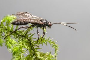 parasitism wasp