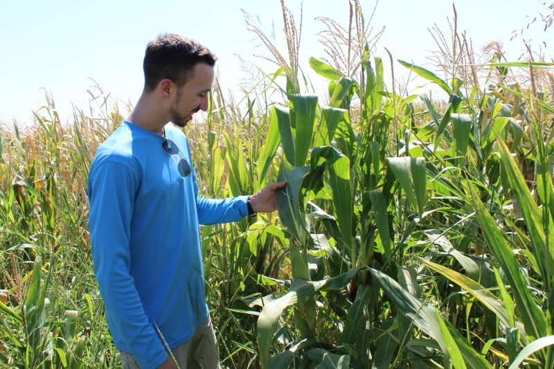 Ph.D. In Genetics At Texas A&M University