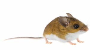 Deer mice