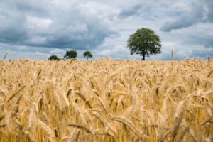 Wheat Breading