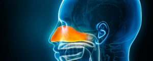 Nasal Cavity